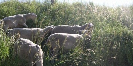 Les premi&egrave;res attaques de l'ann&eacute;e,  imputables au loup, ont eu lieu | Biodiversit&eacute; | Scoop.it