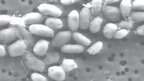 Studies refute arsenic bug claim | Dr. Goulu | Scoop.it