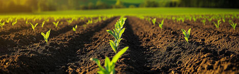 Cadmium : agir d&egrave;s &agrave; pr&eacute;sent &agrave; la source de la contamination des sols - Anses | Pour innover en agriculture | Scoop.it