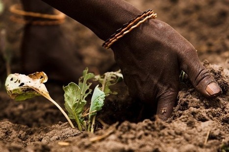 Degradaci&oacute;n da&ntilde;a 65 por ciento de la tierra f&eacute;rtil de &Aacute;frica | MOVUS | Scoop.it