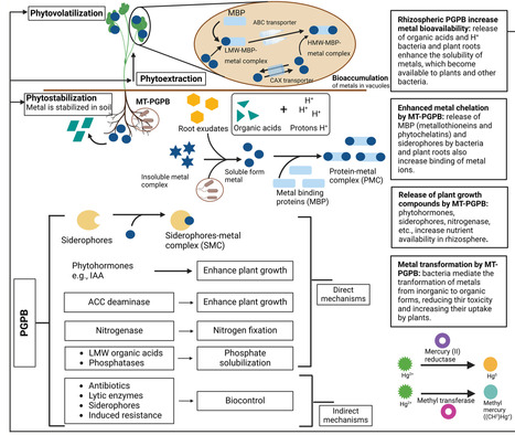 AI-Driven Omics for Smart Remediation of Heavy Metal Contaminated Soils | ppl | RMH | Scoop.it
