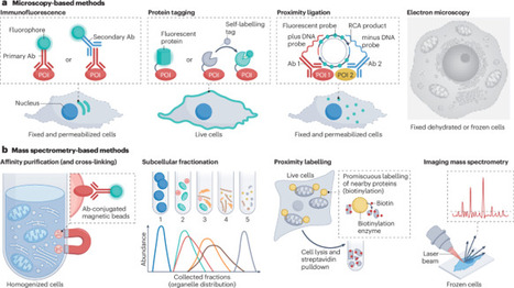 Technologies to measure and modulate protein subcellular localization | Nrmcb | RMH | Scoop.it