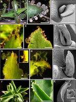 Truncation of LEAFY COTYLEDON1 Protein Is Required for Asexual Reproduction in Kalanchoë daigremontiana | SEED-DREAM Lab info | Scoop.it