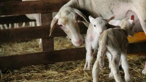Terre Ovine fusionne avec Arterris | Actualité Bétail | Scoop.it