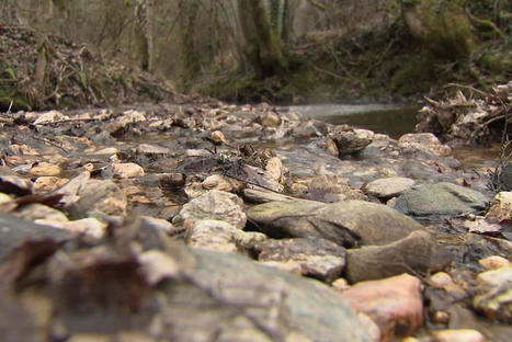 Sécheresse : la saison de pêche en Occitanie menacée par les bas niveaux des rivières [MAJ 17/03] | Vallées d'Aure & Louron - Pyrénées | Scoop.it