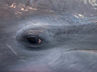 AFTERMATH OF DEEPWATER HORIZON DISASTER: Dolphins in Barataria Bay are severely ill, NOAA says | OUR OCEANS NEED US | Scoop.it