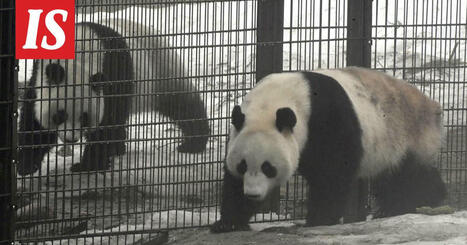 Ähtärin eläinpuiston pandat palaavat Kiinaan marraskuun lopussa tai joulukuun alussa | 1Uutiset - Lukemisen tähden | Scoop.it