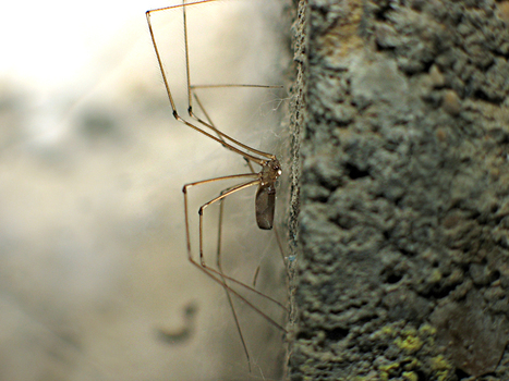 Pholque phalangide (Pholcus phalangioides) | Insect Archive | Scoop.it