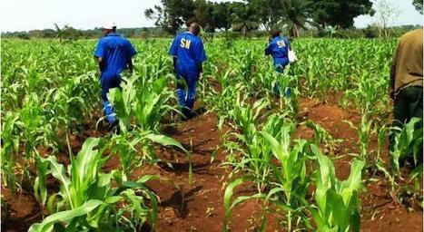 RD Congo : l’agriculture reste un grand pilier de la lutte contre la pauvreté | Questions de développement ... | Scoop.it