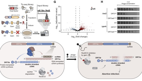 Coordinated synthesis of double-stranded DNA by a dual reverse transcriptase immune system | brvm | RMH | Scoop.it