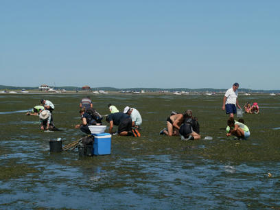Chantier participatif de collecte de graines de zostère : inscrivez-vous ! Parc naturel marin Bassin d'Arcachon | Biodiversité | Scoop.it