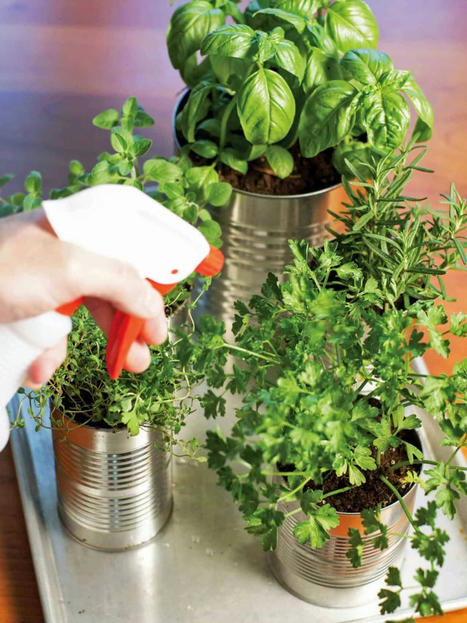 Tin Cans Into Kitchen Countertop Herb Garden | 1001 Gardens ideas ! | Scoop.it