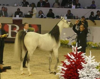 Salon du cheval de Paris | Domaine du Drogant | Salon du Cheval | Scoop.it