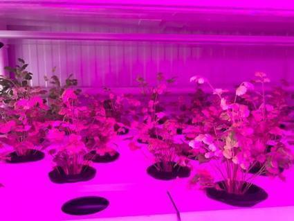 nutrient rich water is automatically pumped on a timer