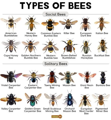 Individuals can take several meaningful actions to protect bees and… | Organic Consumers Association of Australia | Insect Archive | Scoop.it