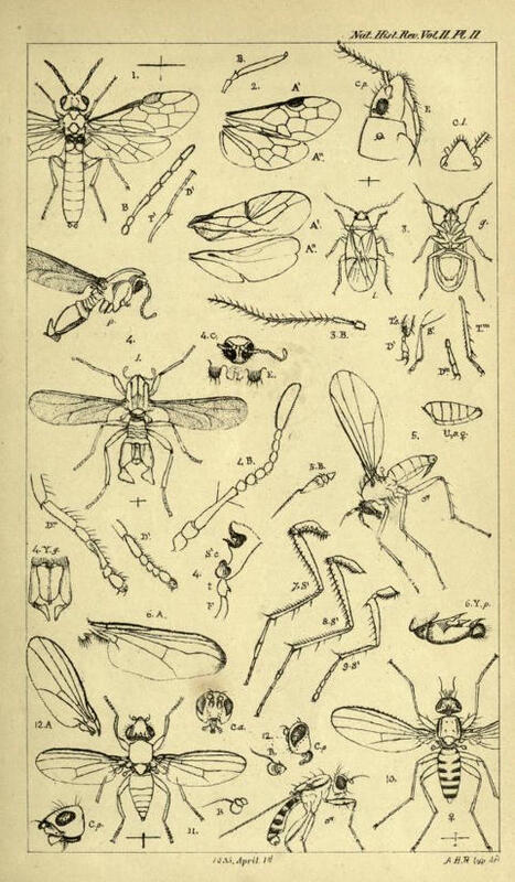 Clunio marinus — Wikipédia | Insect Archive | Scoop.it