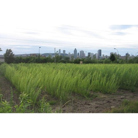 La symbiose des saules, des champignons et des bactéries pour décontaminer les sols  | Agir pour la biodiversité ! | Scoop.it