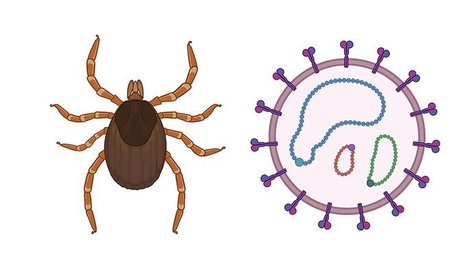 Comment un virus émergent reprogramme la cellule pour faciliter sa propre reproduction | EntomoNews | Scoop.it