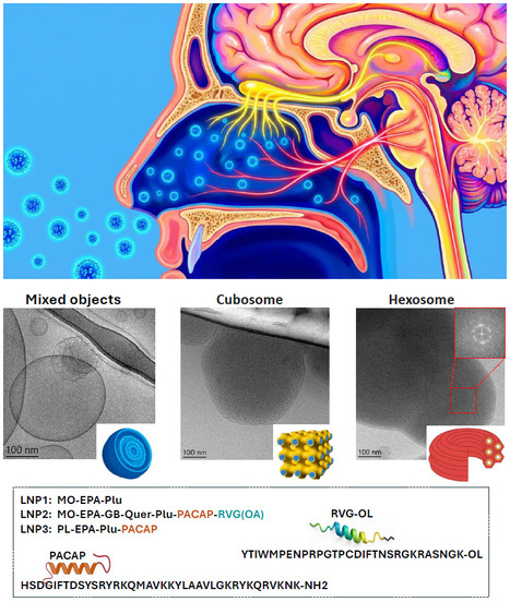 Des nano‑assemblages de cubosomes et hexosomes cibl&eacute;s par peptides att&eacute;nuent la dysfonction mitochondriale dans le mod&egrave;le MitoPark | Life Sciences Universit&eacute; Paris-Saclay | Scoop.it