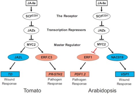 MYC2 Orchestrates a Hierarchical Transcriptional Cascade that Regulates Jasmonate-Mediated Plant Immunity in Tomato | The Plant Cell | Scoop.it