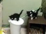 Kitten Meets Trashcan: Cute/Ridiculous Animal Thing Of The Day (VIDEO) | Strange days indeed... | Scoop.it
