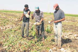 Le Maroc ambitionne de produire 12 tonnes de sucre à l’hectare | CIHEAM Press Review | Scoop.it