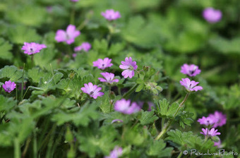 Flore de Camargue: Geranium molle, Géranium à feuilles molles | Camargue Nature | Scoop.it