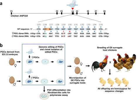 Poulets génétiquement modifiés pour résister à la grippe aviaire | Alimentation Santé Environnement | Scoop.it