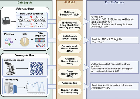 Detecting antibiotic resistance: classical, molecular, advanced bioengineering, and AI-enhanced approaches | frn | RMH | Scoop.it