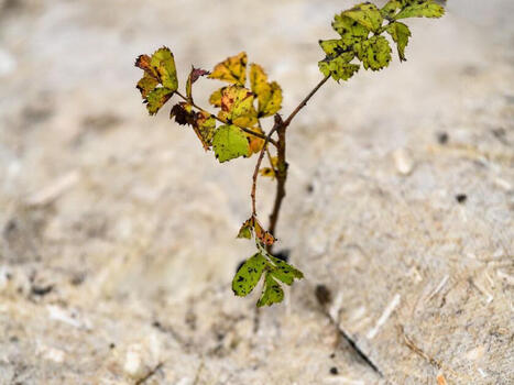 240 000 nouveaux arbres plant&eacute;s dans la For&ecirc;t de Maubuisson&nbsp; | Val-d'Oise : Am&eacute;nagement et urbanisme | Scoop.it