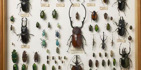 Vive controverse autour du déclin des insectes | EntomoNews | Scoop.it