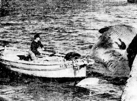 La baleine de Callelongue qui fit se boucher toutes les narines   | Camargue Nature | Scoop.it