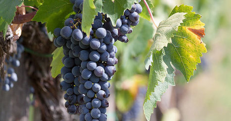 Le vin &agrave; Bordeaux&nbsp;: du business &agrave; l&rsquo;innovation | Start-ups | Success stories | Scoop.it