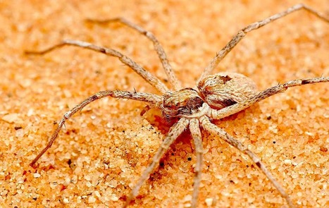 Chez ces araignées, les mâles "ligotent" les femelles avant l'accouplement pour éviter d'être dévorés | EntomoNews | Scoop.it