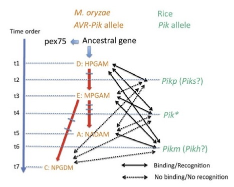 Plant J: Arms race co-evolution of Magnaporthe oryzae AVR-Pik and rice Pik genes driven by their physical interactions (2012) | Plants and Microbes | Scoop.it