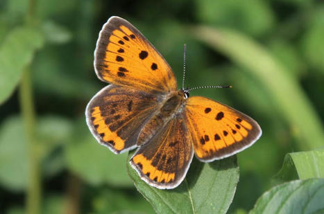 Half of UK Butterfly Species Now Threatened or Near Threatened With Extinction - EcoWatch.com | Agents of Behemoth | Scoop.it