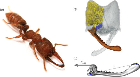 Nouveau record établi pour le mouvement animal le plus rapide de la planète ! | EntomoNews | Scoop.it