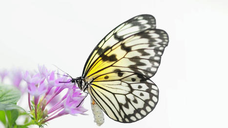 Real Flowers Attract Butterflies | Creating a Colorful Garden | Same Day Flower Delivery in Dubai | Scoop.it