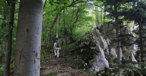 Le dessous des arbres. S&eacute;cheresse, pression de la faune, diversit&eacute; : ce que racontent nos for&ecirc;ts alsaciennes | Alsace Actu | Scoop.it