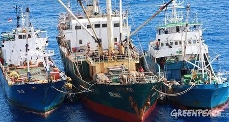 P&ecirc;ches ill&eacute;gales : pris en flagrant d&eacute;lit | Chronique des Droits de l'Homme | Scoop.it