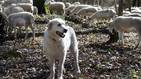 Pyrénées : les chiens Patou sont-ils dangereux pour les touristes ? | Vallées d'Aure & Louron - Pyrénées | Scoop.it