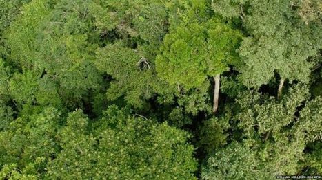 Half of all tree species in Amazon 'face extinction' - BBC News | Peer2Politics | Scoop.it