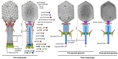 Genome delivery of a contractile tailed phage and its superinfection exclusion mechanism | brvm | RMH | Scoop.it