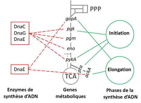 Le métabolisme central carboné : un régulateur temporel de la synthèse d’ADN ? | Life Sciences Université Paris-Saclay | Scoop.it