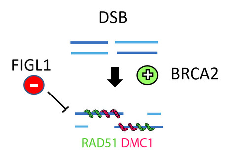 Antagonism between BRCA2 and FIGL1 regulates homologous recombination | Life Sciences Université Paris-Saclay | Scoop.it