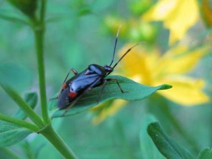 AU MOIS DE JUIN : Punaise - Deraeocoris sp. | Les Colocs du jardin | Scoop.it