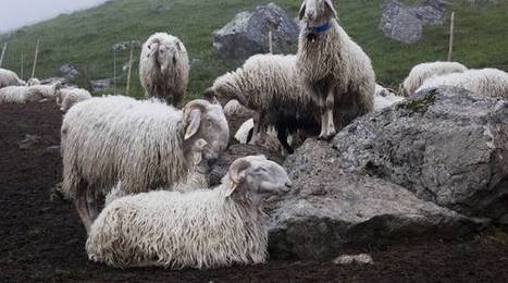 Pyrénées: 250 brebis meurent d'un coup en tombant d'une falaise, l'ours suspecté | GREENEYES | Scoop.it