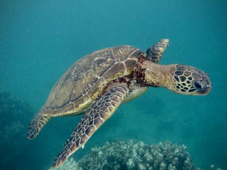 Plus de 3500 espèces animales menacées par le dérèglement climatique | Biodiversité - @ZEHUB on Twitter | Scoop.it