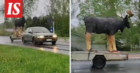Hirvi autoili Lempäälässä | 1Uutiset - Lukemisen tähden | Scoop.it