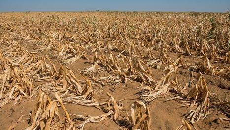 Maïs : la chenille légionnaire d'automne débarque en Afrique, une menace préoccupante pour la FAO | EntomoNews | Scoop.it